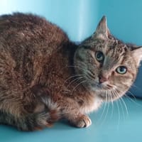 PASTEÏS CHA, chatte à adopter
