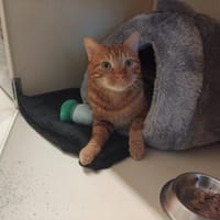 Mufasa PAB28575, chat à adopter