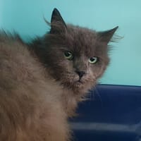 OBRIGADO CHA, chat à adopter