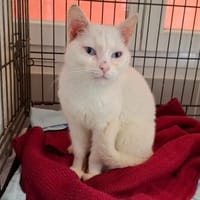 CALIN, chat à adopter