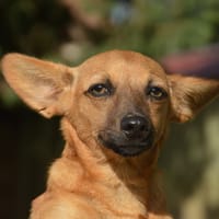 AMY CHAO, chienne à adopter