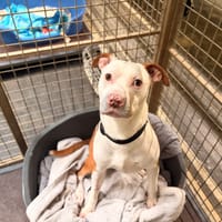 KIRON, chien à adopter