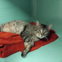 Levain PAB28565, chat à adopter
