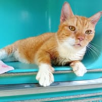 SHEILA (Fiv +), chatte à adopter