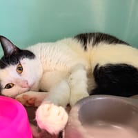 Punto CAB5255, chat à adopter