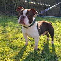 MUFASSA, chien à adopter