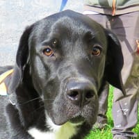 GAMIN QCN, chien à adopter