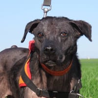 DEMO, chienne à adopter