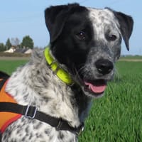 OBELIX, chien à adopter