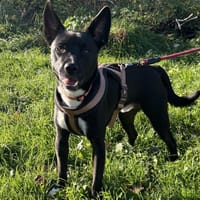 UNDY dit AYAKO VAA, chien à adopter