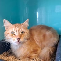 GARFIELD, chat à adopter