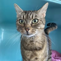 TLETA, chatte à adopter