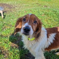 TOBBY, chien à adopter
