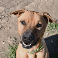 Shadow, chien à adopter