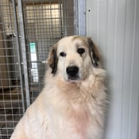 DIANA, chienne à adopter
