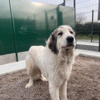 ZELIE, chienne à adopter