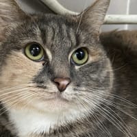 MESSALINE, chatte à adopter