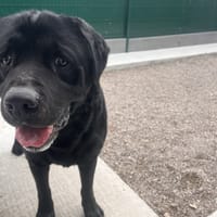 NICKY, chien à adopter