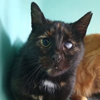 CAOLHO CHA, chatte à adopter