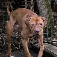 ROCKET VAA, chien à adopter