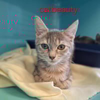 Catbeauty, chatte à adopter