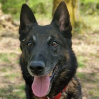 NARCO, chien à adopter