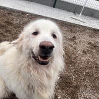 BOUNTY, chien à adopter