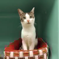 FOCCACIO  PAB28562, chat à adopter