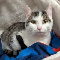 FABIO, chat à adopter