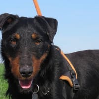 HARLEM, chien à adopter