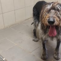 JAOLIE, chienne à adopter