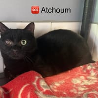 ATCHOUM, chat à adopter
