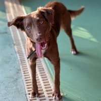NINA, chienne à adopter