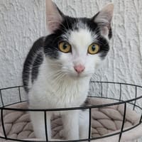 LEONARD, chat à adopter