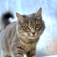 Selenia, chatte à adopter