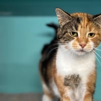 Lena CAB4679, chatte à adopter