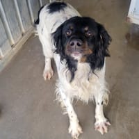 Topaze, chien à adopter