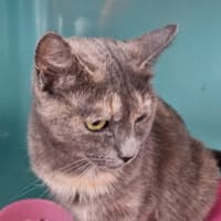 NANOUK, chatte à adopter