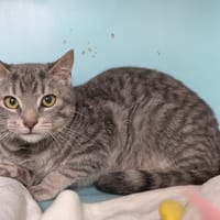 CESAR, chat à adopter