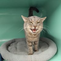 TIKAS PAB28537, chat à adopter