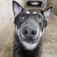 Thor, chien à adopter