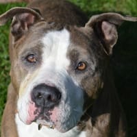 PUSCHA CHAO, chien à adopter