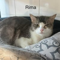RIMA, chatte à adopter