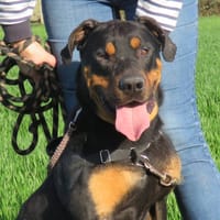 SHELBY, chien à adopter