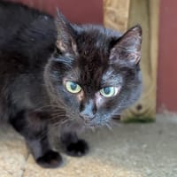 ISIS, chatte à adopter