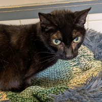 JEDI, chat à adopter