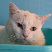 Ivan, chat à adopter