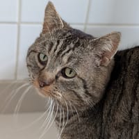 GOYO, chat à adopter