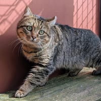 ZARKO, chat à adopter
