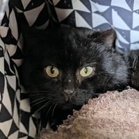 PRADERE, chat à adopter